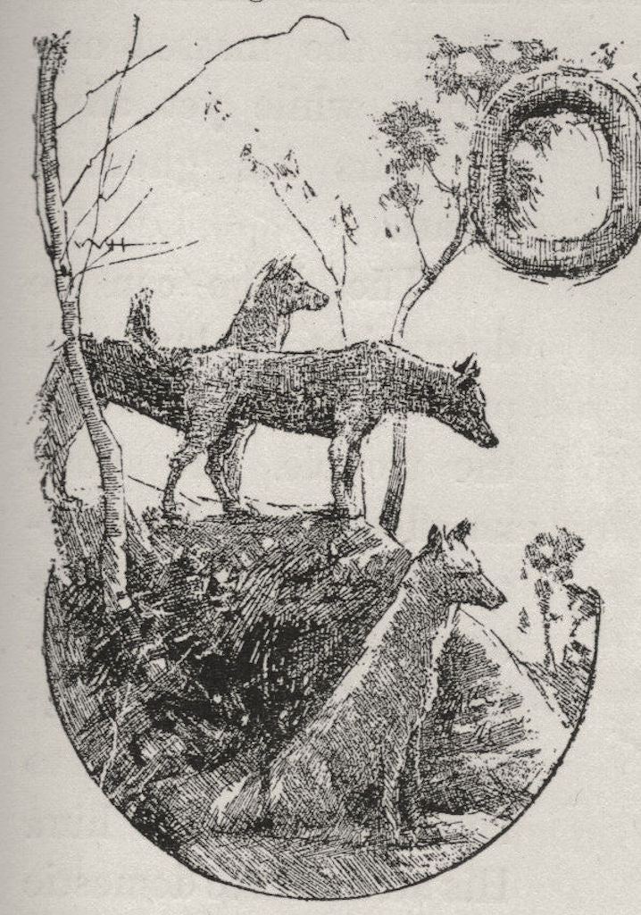 Dingoes. Australia 1890 old antique vintage print picture